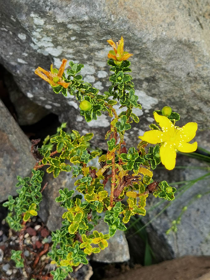 Hypericum balearicum en fleurs dans les fissures de falaises calcaires des îles Baléares
